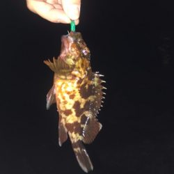 アジング　メバリング